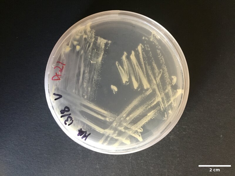 Arthrobacter_aurescens_CCMAR-S_DR21