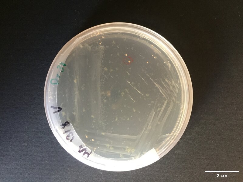 Bacillus_sp_CCMAR-S_DR31