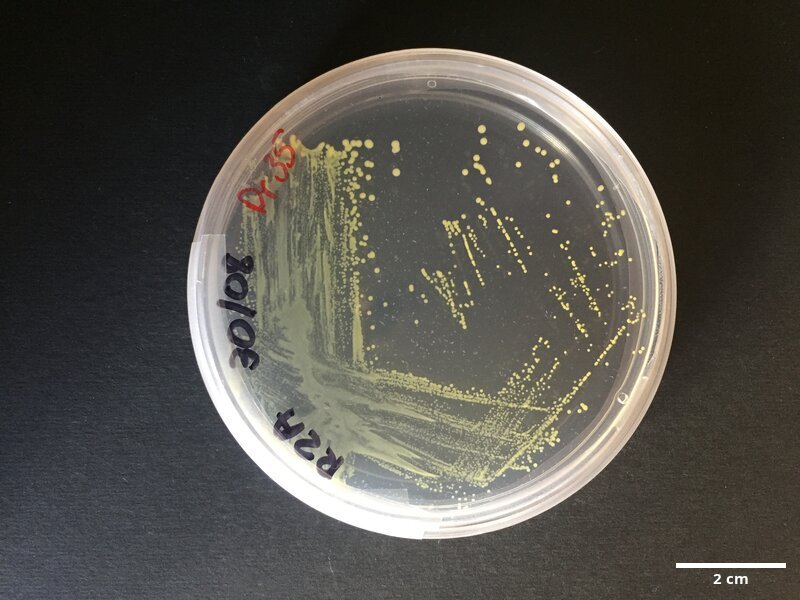 Brachybacterium_ginsengisoli_CCMAR-S_DR35