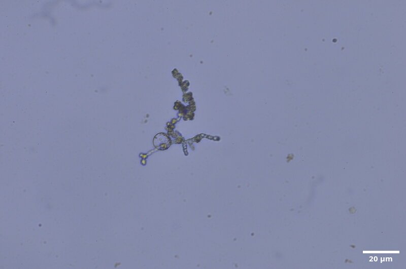 CCMAR-P_LO16_MO