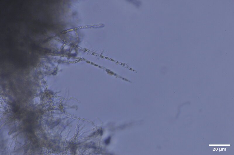 CCMAR-P_LO25_MO