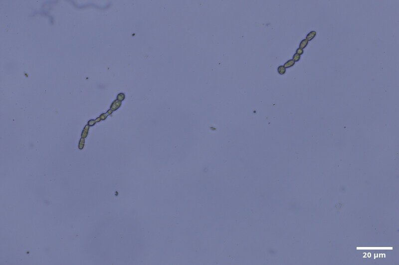 CCMAR-P_LO6_CA