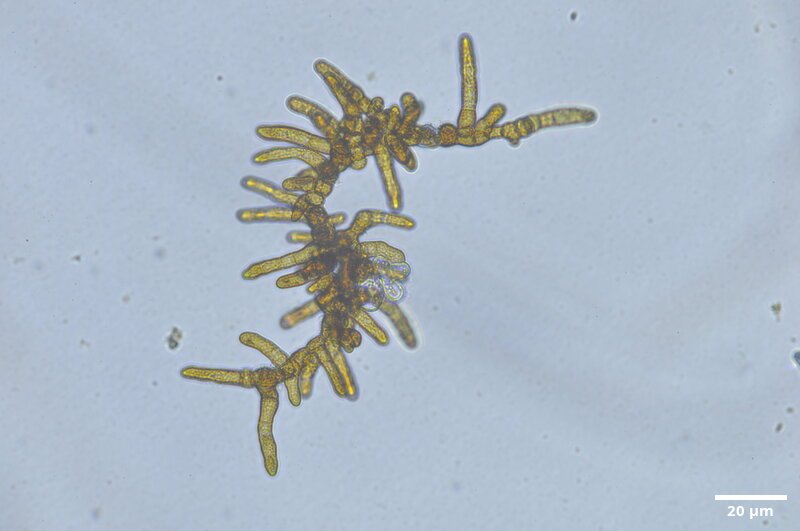 CCMAR-S_LO1.1F.CA