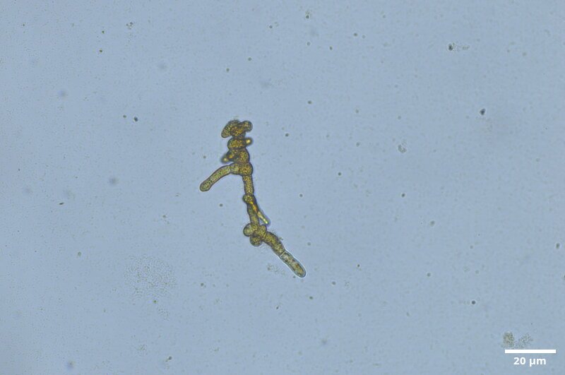 CCMAR-S_LO1.5F.CA