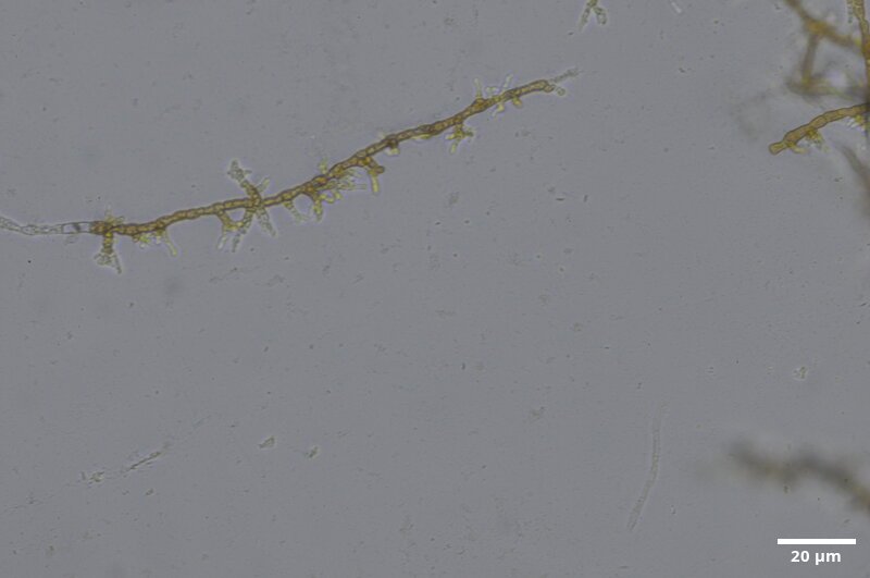 CCMAR-S_LO1.6M.CA