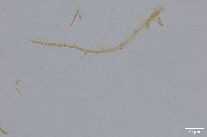 CCMAR-S_LO1.7M.CA