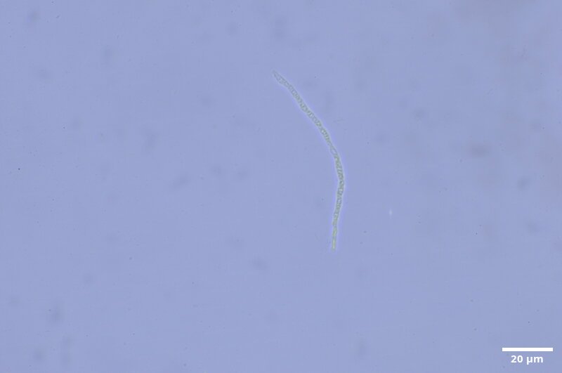 CCMAR-S_LO10.1M.MO