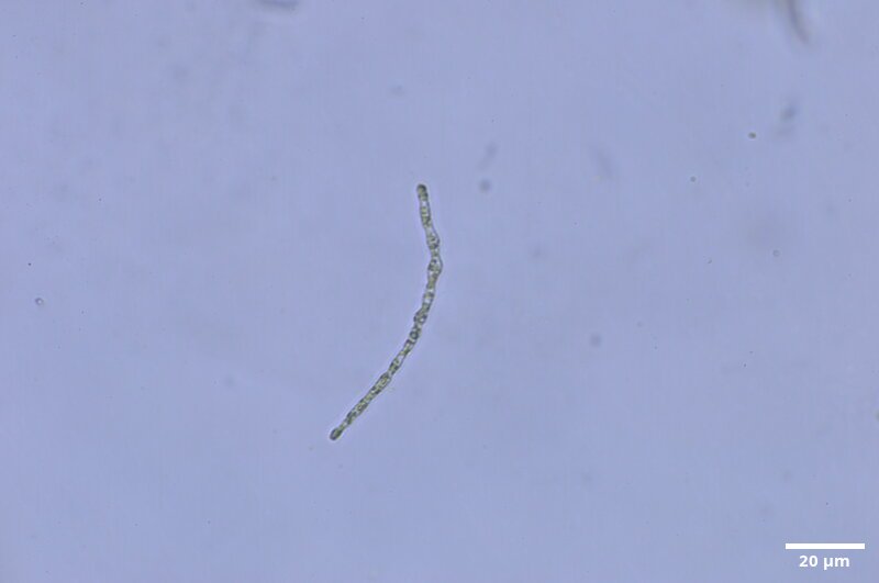 CCMAR-S_LO11.1M.MO
