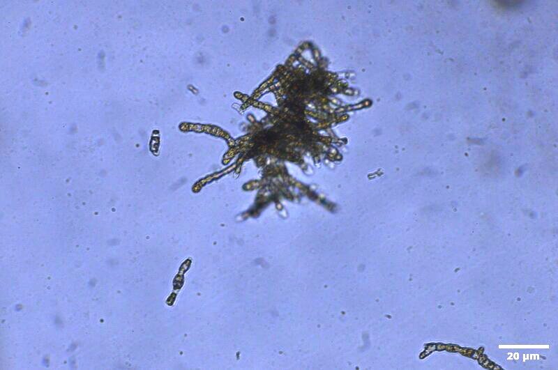 CCMAR-S_LO11.2M.RO