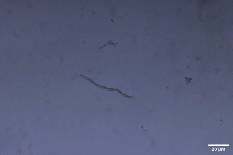 CCMAR-S_LO13.2F.MO