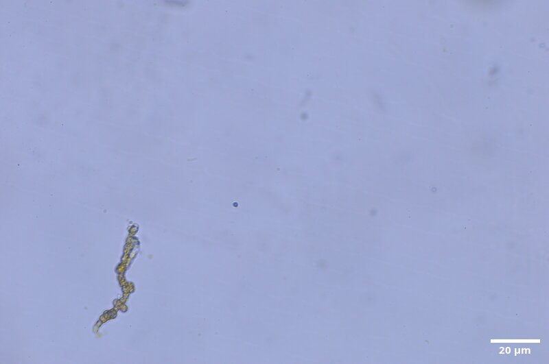 CCMAR-S_LO18.1M.MO