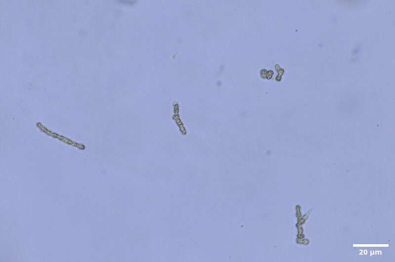 CCMAR-S_LO18.2F.MO