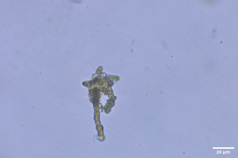 CCMAR-S_LO19.1F.MO