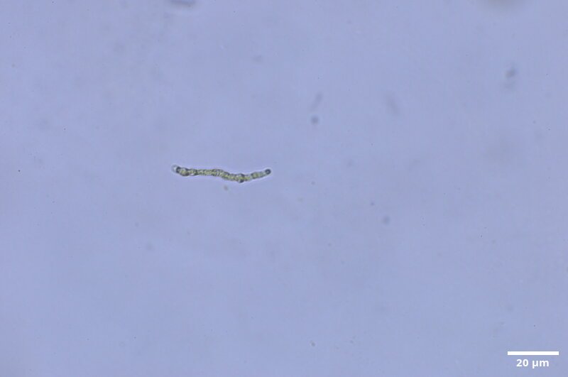 CCMAR-S_LO20.1M.MO