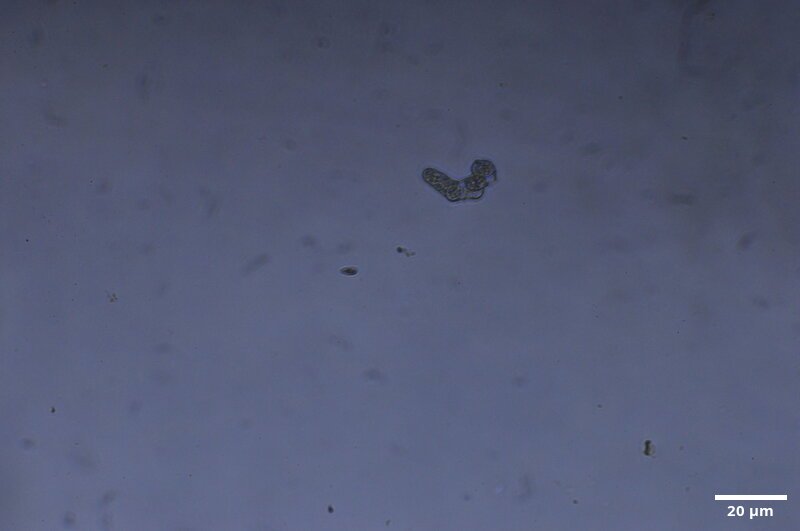 CCMAR-S_LO21.2F.MO