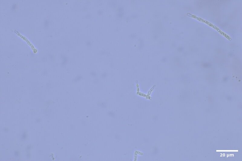 CCMAR-S_LO25.1M.MO