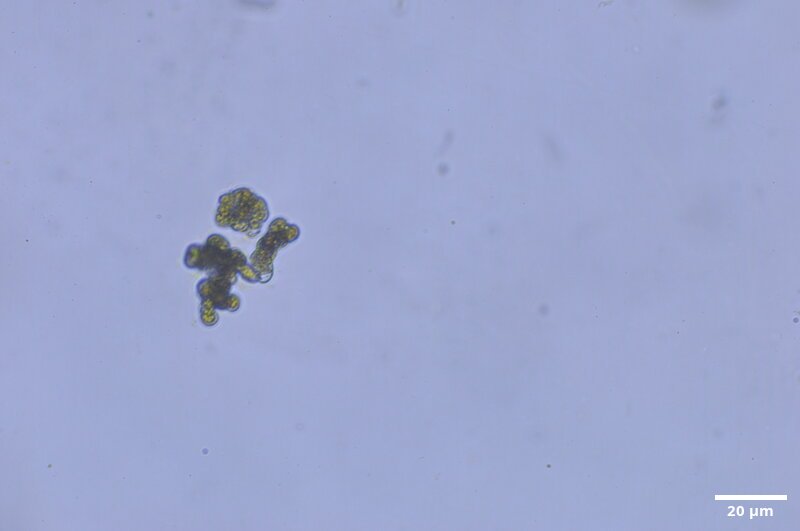 CCMAR-S_LO26.1F.MO