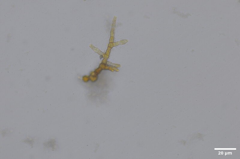 CCMAR-S_LO3.5F.CA