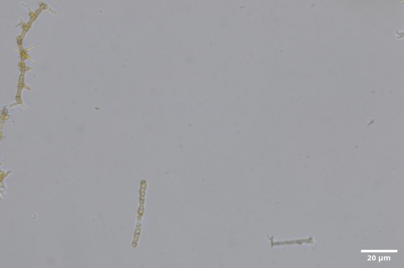 CCMAR-S_LO3.8F.CA