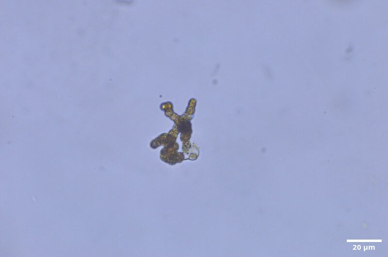 CCMAR-S_LO38.1F.MO