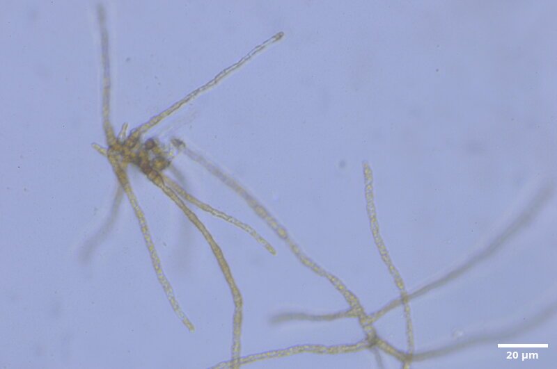 CCMAR-S_LO5.2F.MO