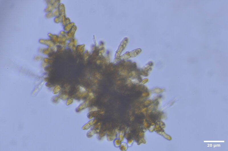 CCMAR-S_LO6.1F.IT