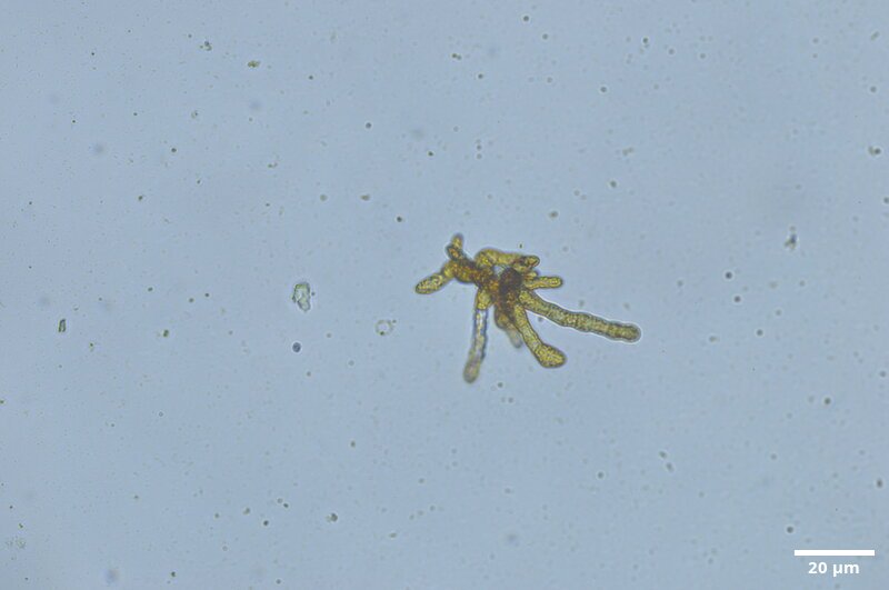 CCMAR-S_LO6.3F.CA