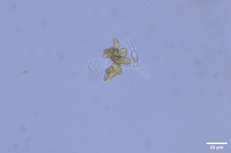 CCMAR-S_LO6.3F.IT