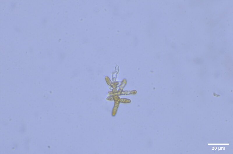 CCMAR-S_LO8.2F.IT