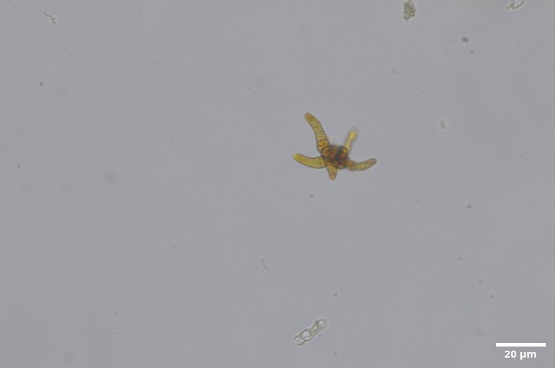 CCMAR-S_LO9.2F.CA