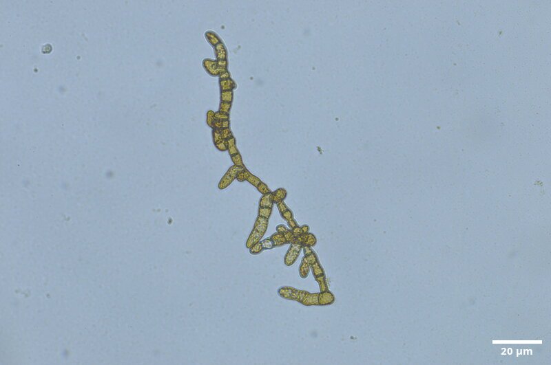 CCMAR-S_LO9.4F.CA