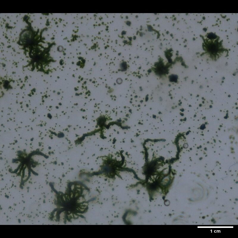 CCMAR-S_UT6.FF