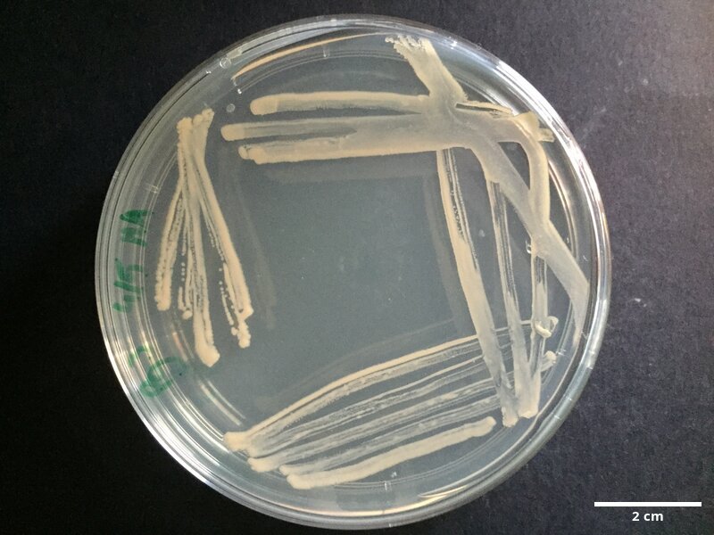 Cobetia_amphilecti_CCMAR-S_PG3