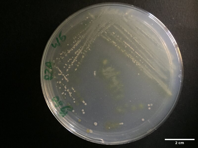 Cobetia_amphilecti_CCMAR-S_PG80