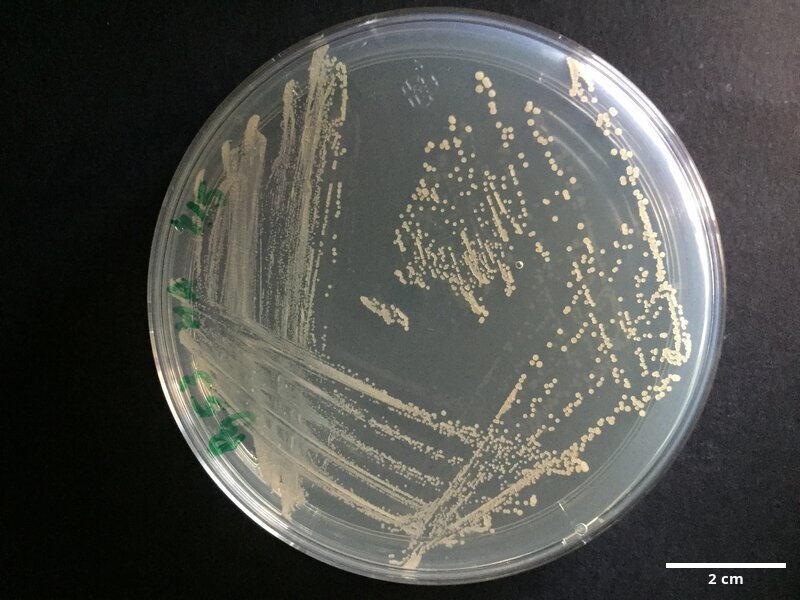 Cobetia_marina_CCMAR-S_PG53