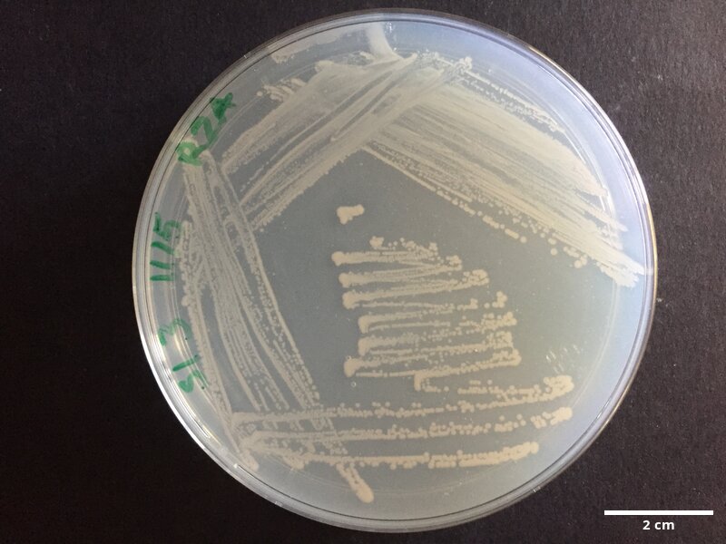 Cobetia_marina_CCMAR-S_PGsi3