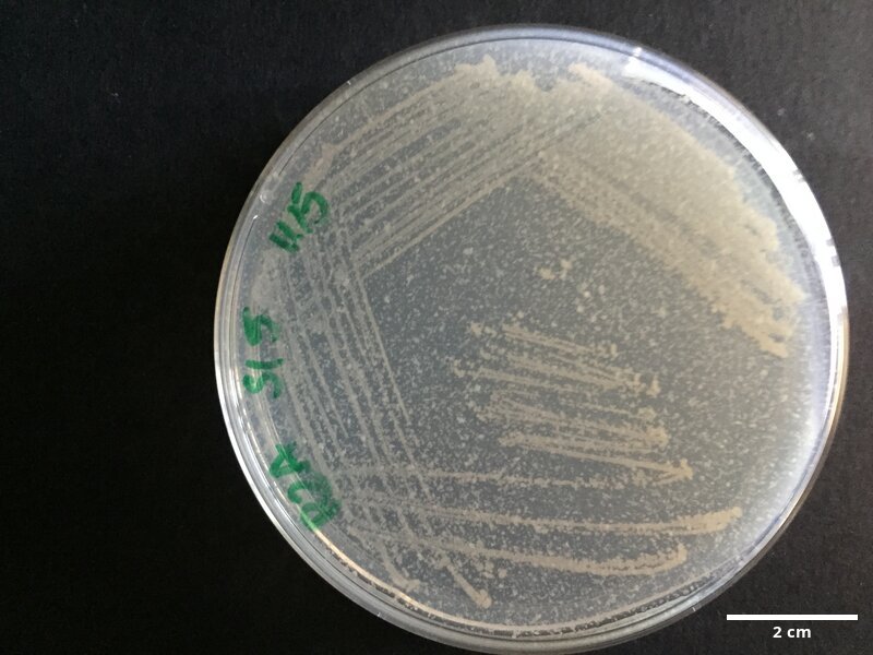 Cobetia_marina_CCMAR-S_PGsi5