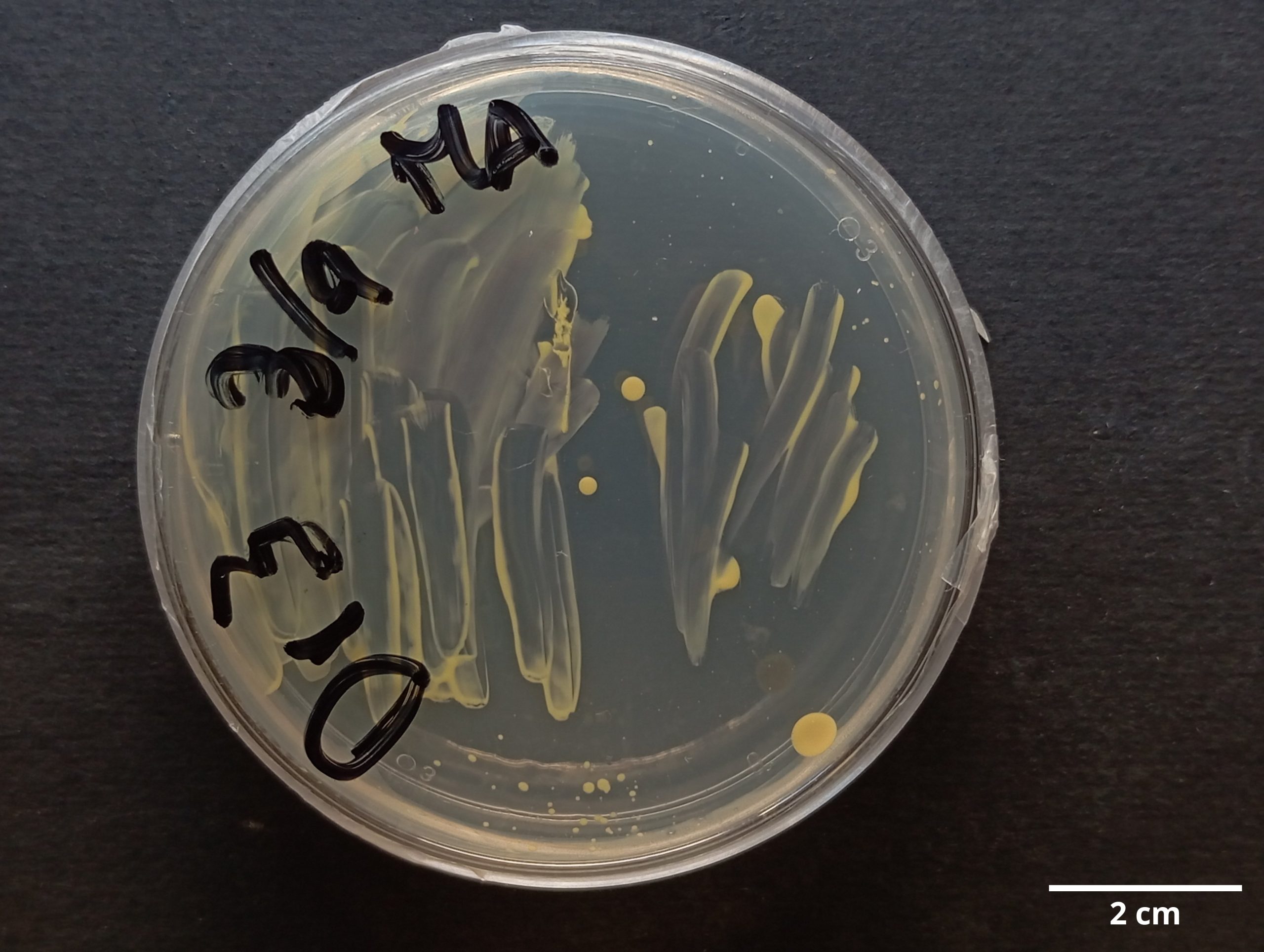 Cytophaga_sp_CCMAR-S_DR3