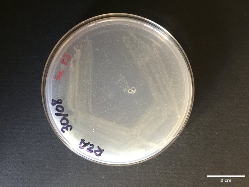 Erythrobacter_sp_CCMAR-S_SA83