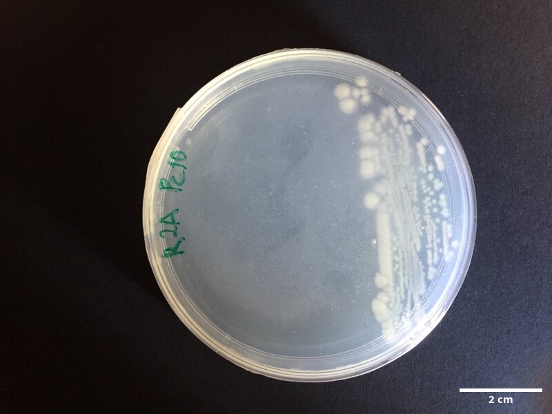 Gammaproteobacteria_sp_CCMAR-S_PC10