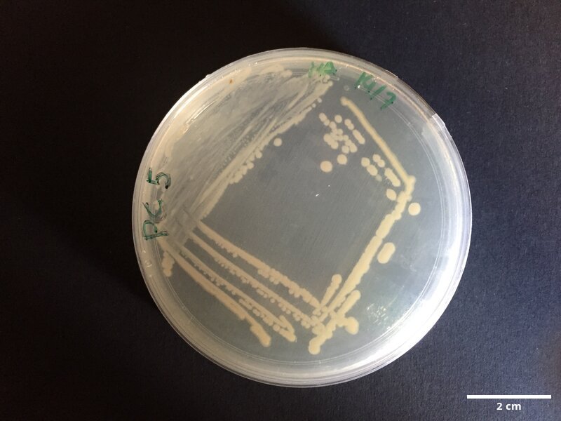 Gammaproteobacteria_sp_CCMAR-S_PC5