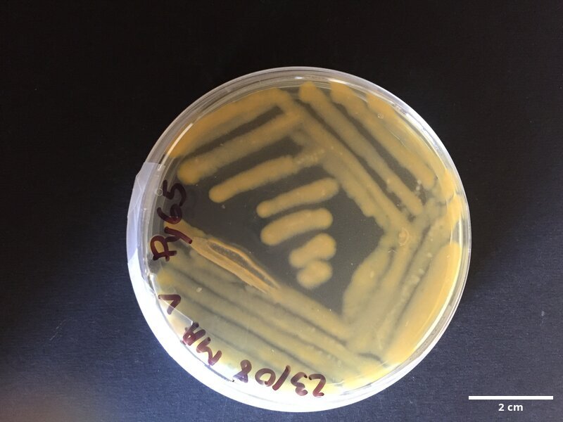 Halomonas_sp_CCMAR-S_PY65