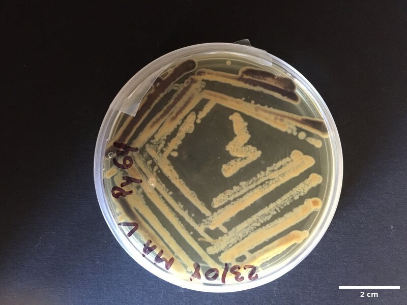 Halomonas_sp_CCMAR-s_PY64