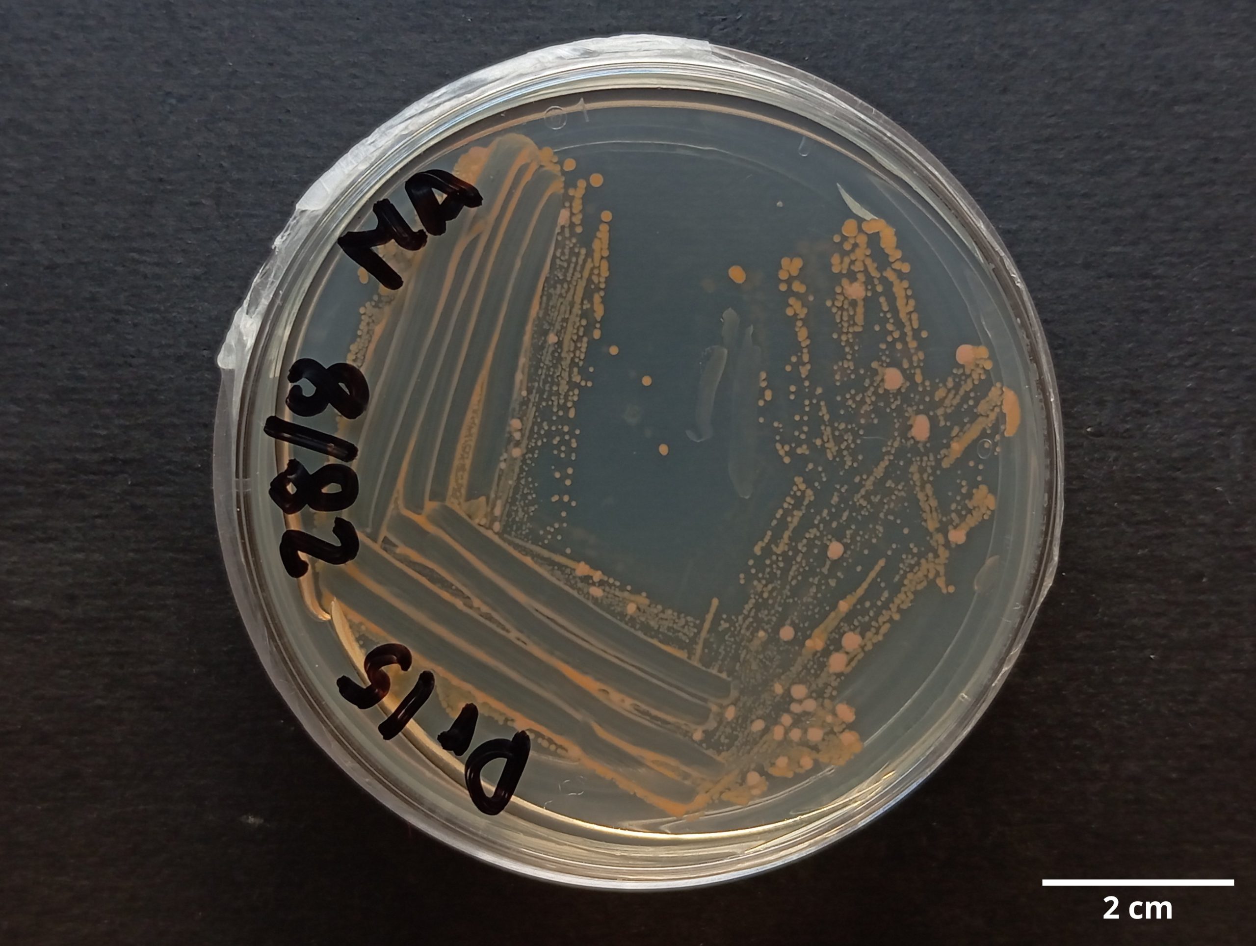 Kocuria_rosea_CCMAR-S_DR15