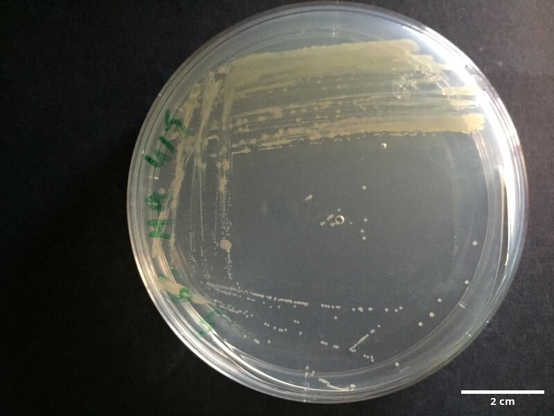 Marinobacter_litoralis_CCMAR-S_PG63