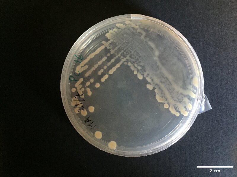 Photobacterium_sp_CCMAR-S_PC16