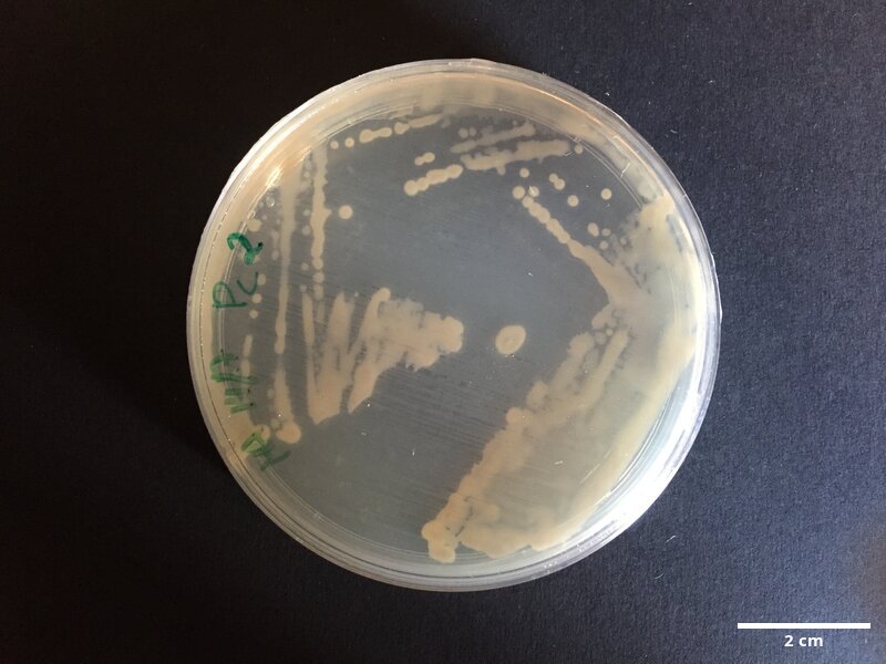 Photobacterium_sp_CCMAR-S_PC2