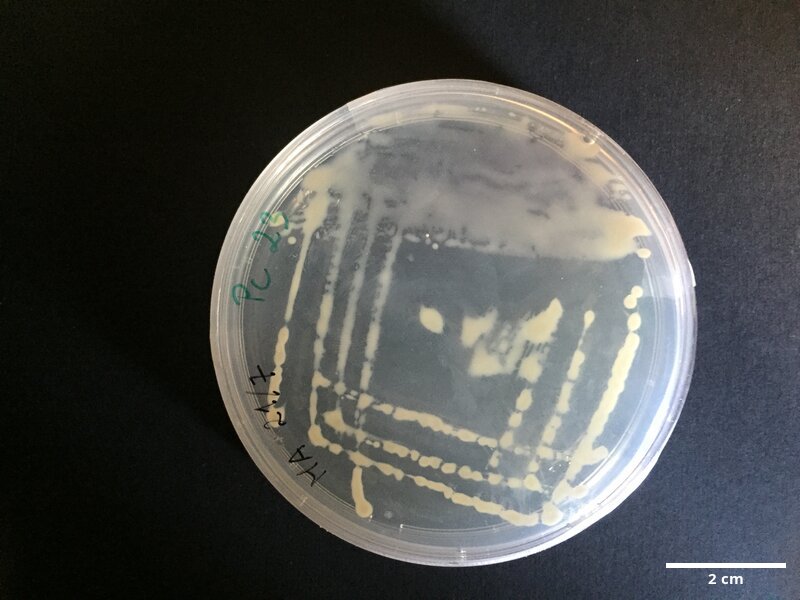 Photobacterium_sp_CCMAR-S_PC23