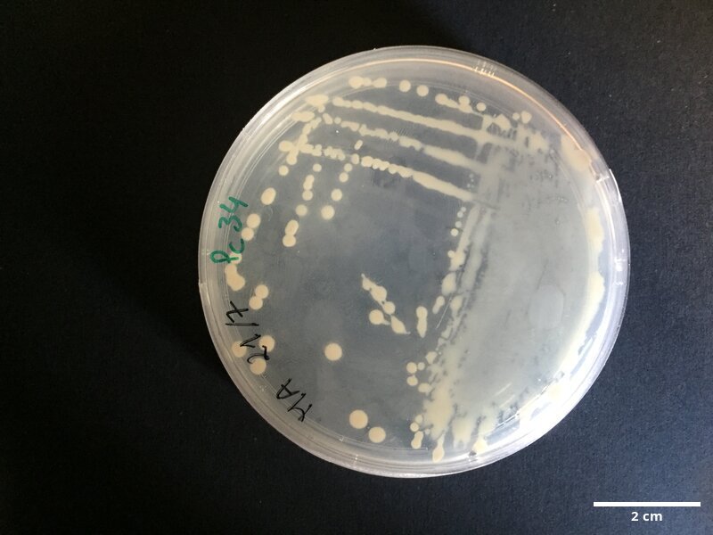 Photobacterium_sp_CCMAR-S_PC34