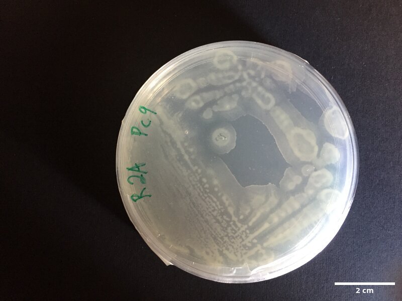 Photobacterium_sp_CCMAR-S_PC9